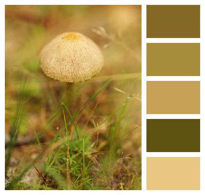 The Nature Of The Mushroom Nature Image